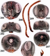 Afbeeldingsresultaten voor "protodriloides Symbioticus". Grootte: 166 x 185. Bron: www.researchgate.net