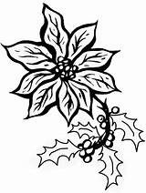 Coloring Pages Poinsettia Printable Holidays Clipart Poinsettias Cliparts Clip Christmas Book Library Poinsetta Favorites Add sketch template