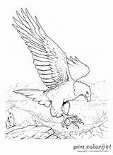 Wedge Pages Coloring Eagle Tailed Welding Getdrawings Getcolorings Eagles sketch template