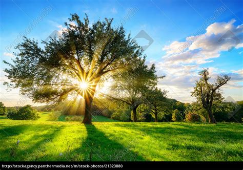 sun  shining   tree   rural landscape royalty  photo