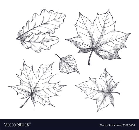 fall autumn season leaves sketch outline vector image