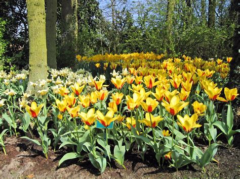 haarlem holanda tulipanes flores en  jardin botanico foto de stock  belayamedvedica