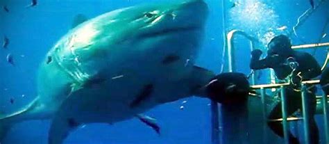 deep blue shark diving xperts