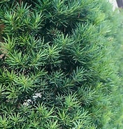 垣根の木 槇 に対する画像結果.サイズ: 176 x 185。ソース: horti.jp