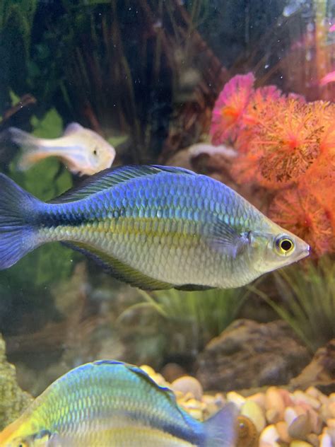 heres  photo   australian rainbow fish  thought  guys    raquariums