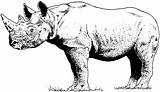 Rhino Rhinoceros Wildlife Mandalas sketch template