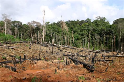 tropische regenwaelder gruene lunge faszination regenwald