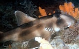 Image result for "heterodontus Galeatus". Size: 162 x 101. Source: fishesofaustralia.net.au