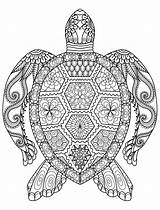 Turtle Sea Coloring Pages Drawing Color Printable Getdrawings sketch template