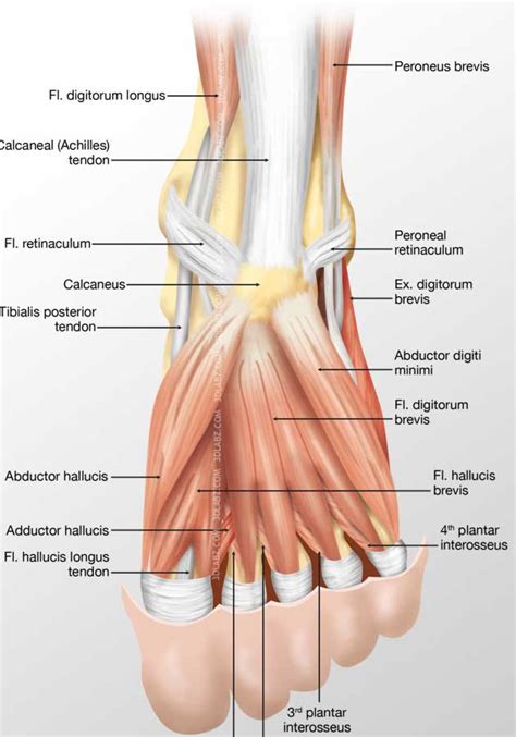 muscles   foot skeleton anatomy physiology