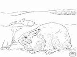Coloring Arctic Pages Biome Drawing Hare Hares Tundra Printable Clipart Easy Main Getdrawings Kids Supercoloring Popular Skip sketch template