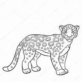 Jaguar Mayka sketch template