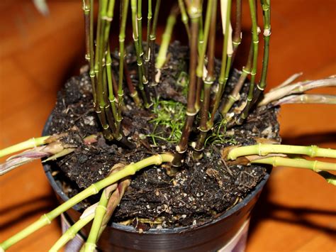 phyllostachys arcana luteosulcata seedlings   months