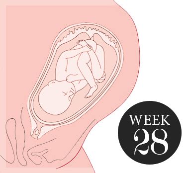 weken zwanger zwangerschap week  ikenmamanl