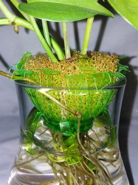 geek indoor plants  water  stagnant hydroponic