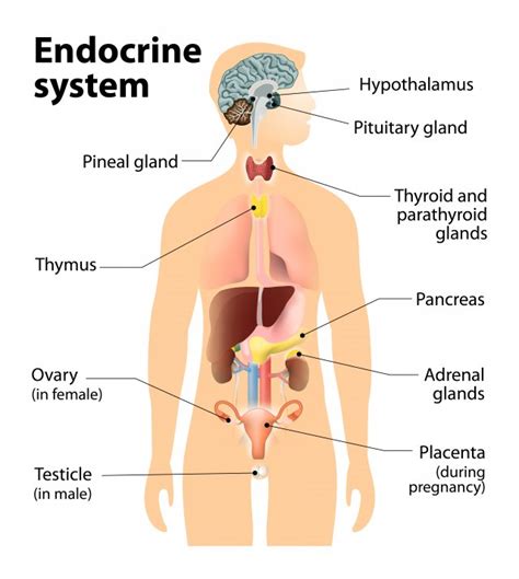 what is the endocrine system endocrine disruption us epa