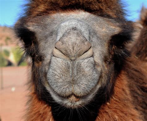camel face photograph  eric  courtney fine art america