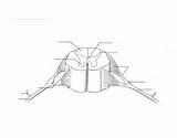 Cord Spinal Getdrawings Drawing sketch template
