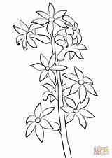 Coloring Hyacinthus Hyacinth Pages Drawing Printable Getdrawings Categories sketch template
