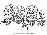 Owls Branch Sitting Owl Three Vector Coloring Drawing Pages Cute Simple Royalty Stock Drawings Sketch Choose Board Shutterstock Tattoo sketch template