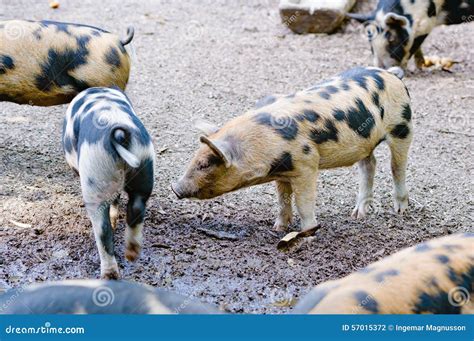 spoted piglets stock photo image  farm animal swine