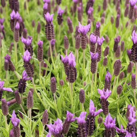 french lavender lavandula stoechas hedge hedges direct uk