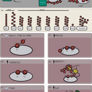 structure  function  deubiquitinases lessons  budding yeast