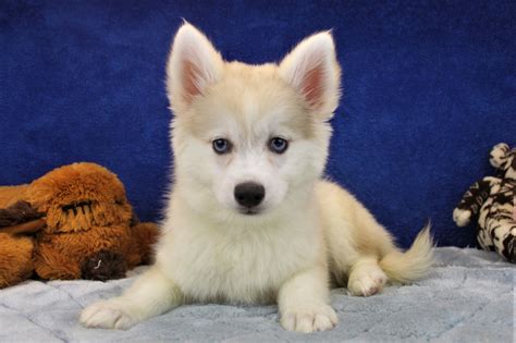 pomsky puppies for sale long island puppies