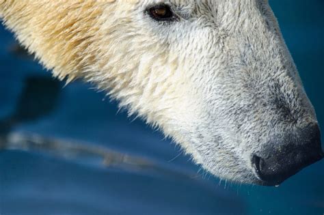 unraveling  mysteries  polar bear hair eye   arctic