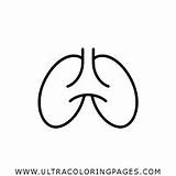 Polmoni Lungs sketch template