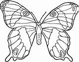 Schmetterling Farfalla Farfalle Insetto Fiore sketch template