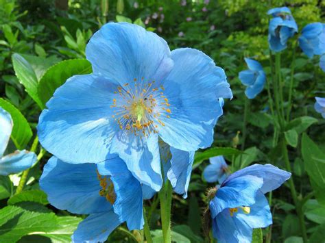 beautiful blue flowering plants   garden