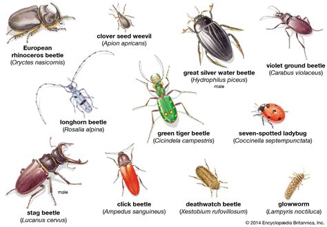 coleopteran insect britannica