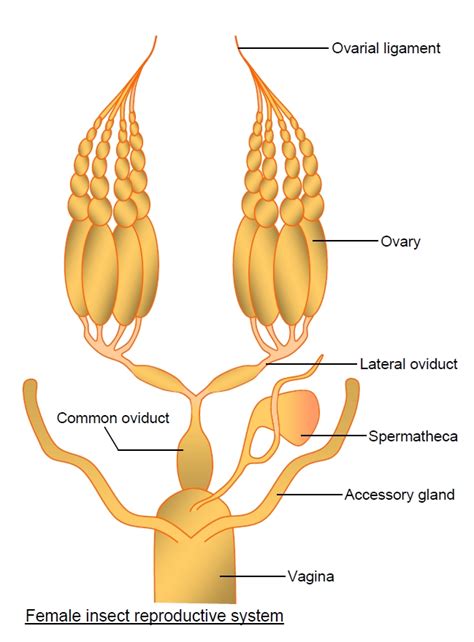 unlabeled diagram of the female reproductive system data