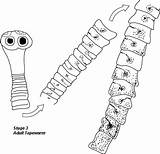 Tapeworm Development Diagram Parasite Activity Stages sketch template