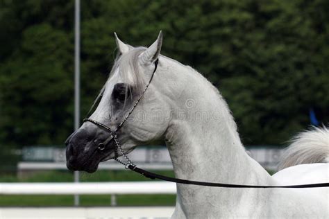 cheval arabe photo stock image du jument grand criniere