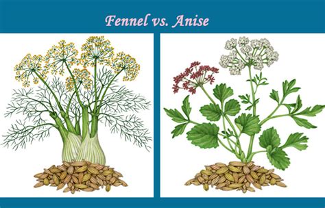 fennel  anise similarities differences