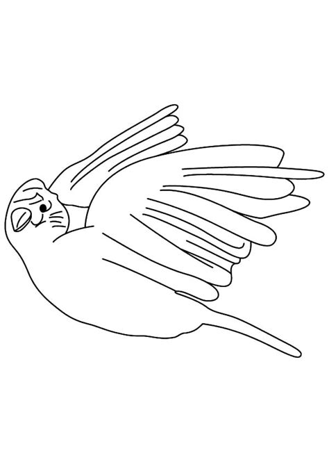 white canary bird coloring pages  place  color