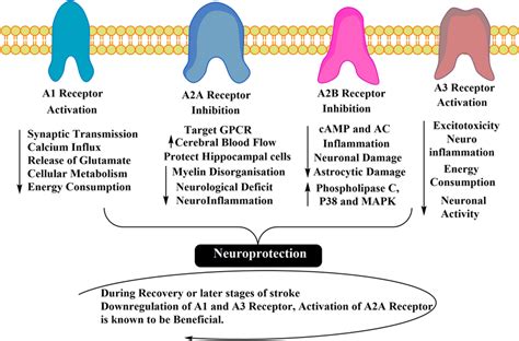 understanding  role  adenosine receptors  adenosine