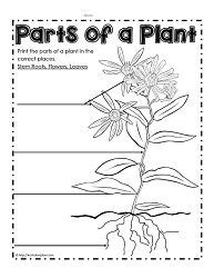 parts   plant worksheetsworksheets plants worksheets parts
