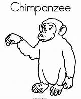 Coloring Pages Chimpanzee Gorilla Chimp Silverback Printable Baby Kids Color Getcolorings Print Getdrawings sketch template