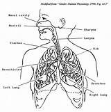 Respiratory System Coloring Circulatory Drawing Pages Body Human Systems Anatomy Kids Organs Sheets Diagram Lungs Book Lung Printable Color Print sketch template