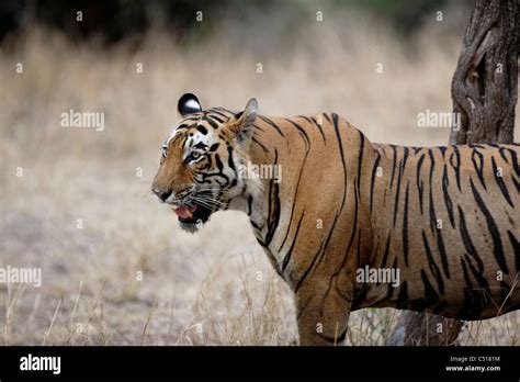 adult male tiger watching  prey   forest  ranthambhore india