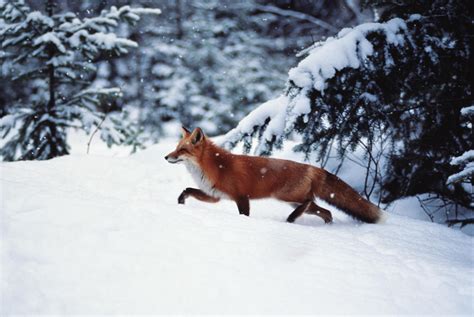 winter fox hd desktop wallpaper widescreen high definition vollbild