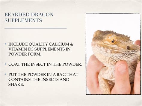 printable bearded dragon care sheet