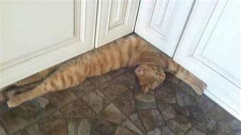 Hilarious Pictures Of Cats Hanging Out In The Most Random Of Places