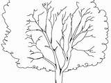 Trunk Tree Coloring Getcolorings Leaves sketch template
