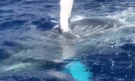cheeky humpback whale splashes tourists who get a bit too close on