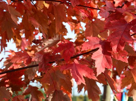 autumn blaze maple kiwi nurseries