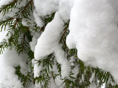 free images tree branch snow white frost weather fir season